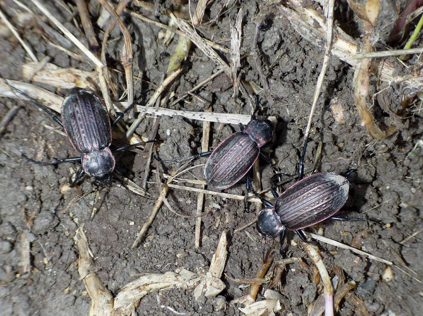 Carabus morbillosus constantinus